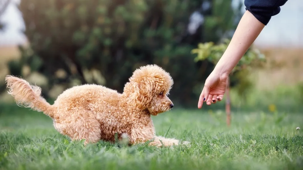 How Big Does a Toy Poodle Get? Size, Growth and Expectations