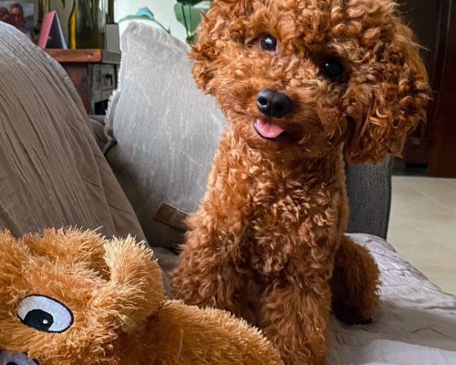 Best Services For Your Toy and Poodle Puppies