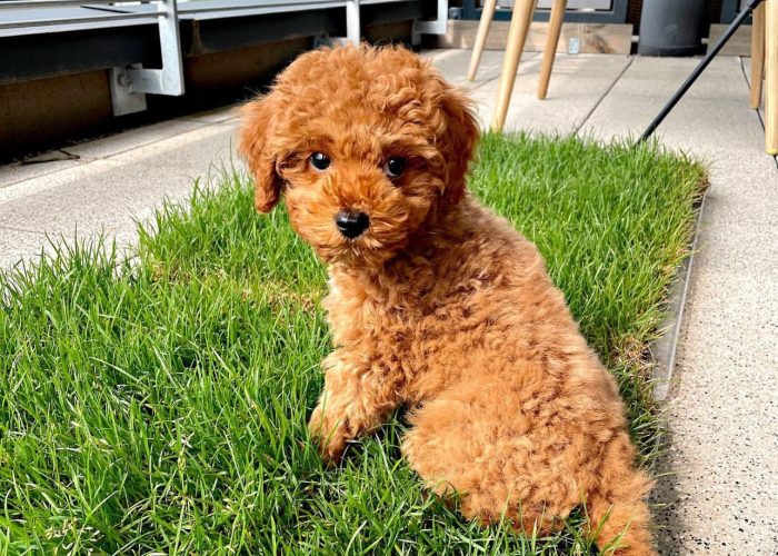 Best Services For Your Toy and Poodle Puppies