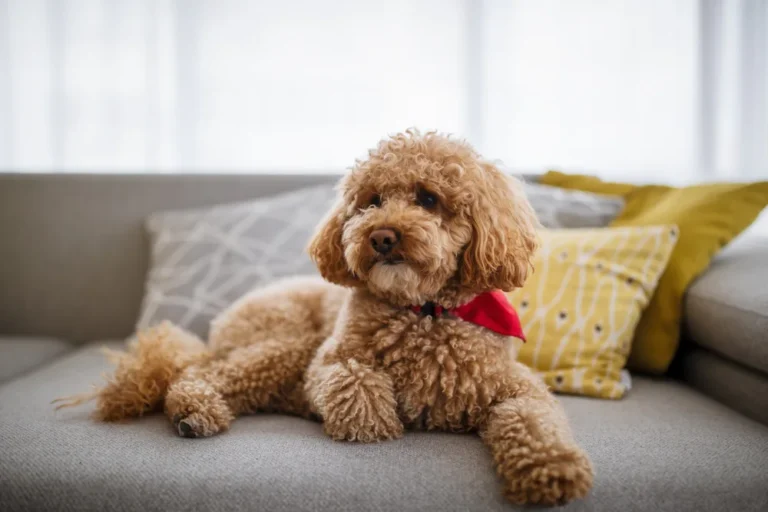 How Big Does a Toy Poodle Get? Size, Growth and Expectations