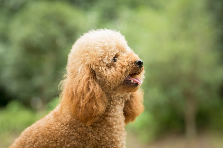 Brown Miniature Poodle | Puppies for Sale & Adoption