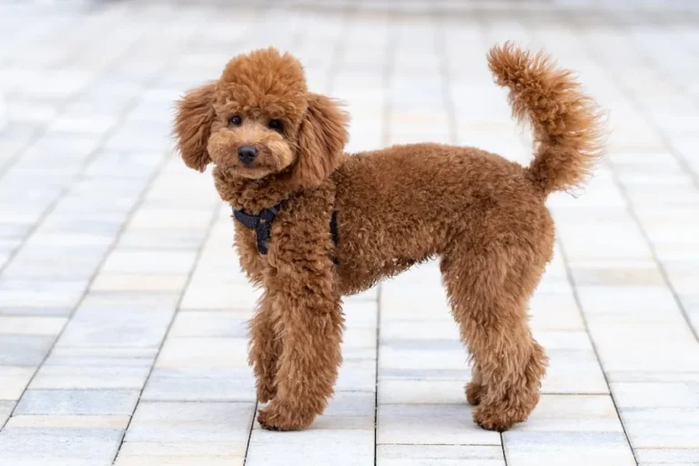 Brown Miniature Poodle | Puppies for Sale & Adoption