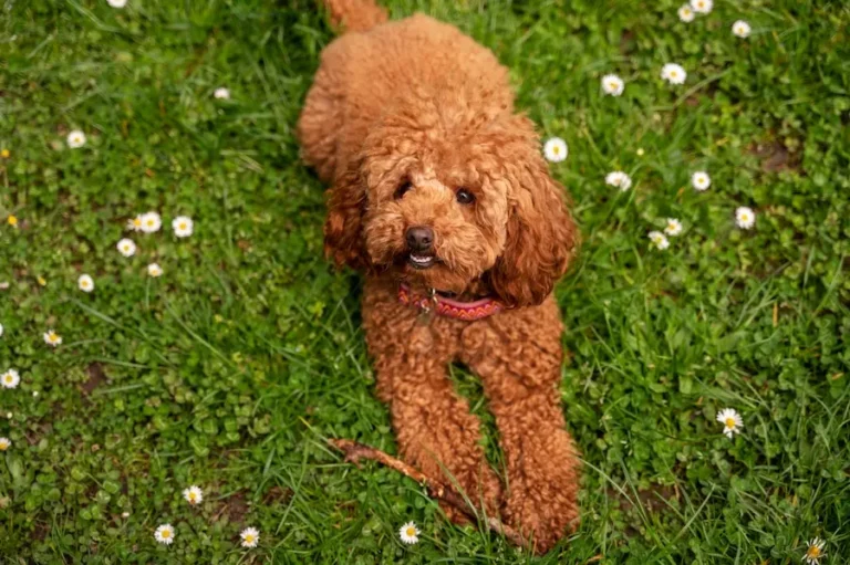 Brown Miniature Poodle | Puppies for Sale & Adoption