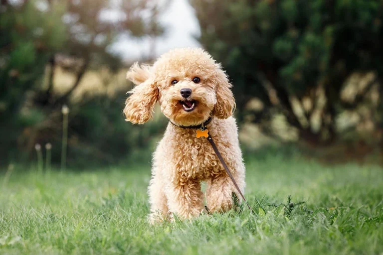 Toy Poodle vs Miniature Poodle | Pick Your Perfect Pet