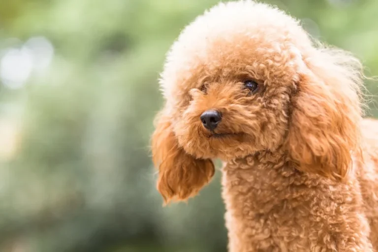 Toy Poodle vs Miniature Poodle | Pick Your Perfect Pet