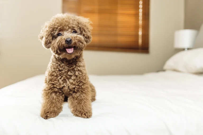 Toy Poodle Lifespan | What You Need to Know for a Long Life