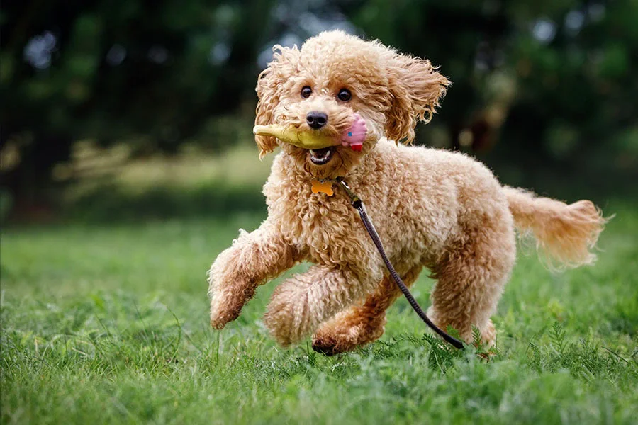 Toy Poodle Lifespan | What You Need to Know for a Long Life